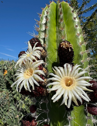 Pachycereus pecten-aboriginum o CARDÓN HEMBRA