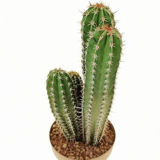 Pachycereus pecten-aboriginum o CARDÓN HEMBRA