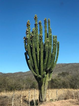 Pachycereus pecten-aboriginum o CARDÓN HEMBRA