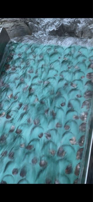 Dream Mat Caja de Esclusa 6x39 Pulgadas