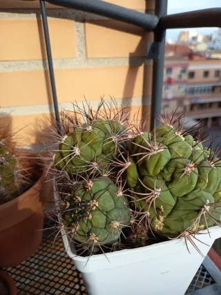 Gymnocalycium saglionis Cactus en maceta cuadrada
