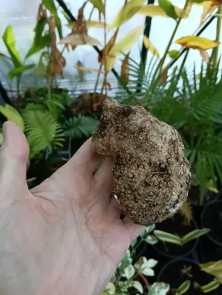 Caudex Impatiens Phengklaii