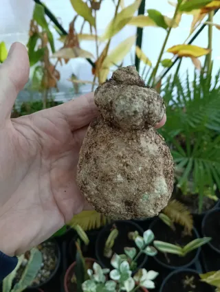 Caudex Impatiens Phengklaii