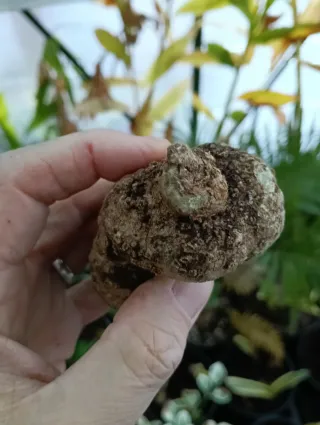 Caudex Impatiens Phengklaii