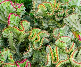 Euphorbia lactea cristata o CACTUS ABANICO