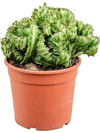 Euphorbia lactea cristata o CACTUS ABANICO