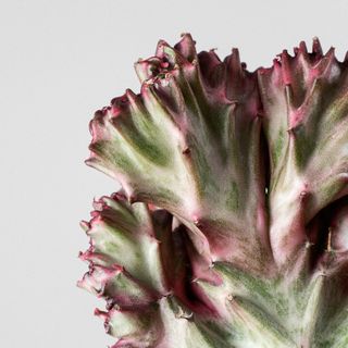 Euphorbia lactea cristata o CACTUS ABANICO