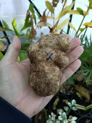 Caudex Impatiens Phengklaii