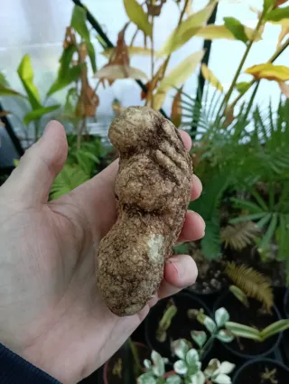 Caudex Impatiens Phengklaii