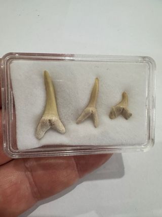 Fósiles Raros y Deformidades