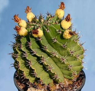 Ferocactus horridus breviespinus o BARRIL ESPINOSO