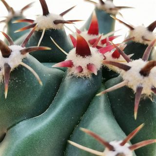 Ferocactus horridus breviespinus o BARRIL ESPINOSO