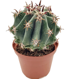 Ferocactus horridus breviespinus o BARRIL ESPINOSO