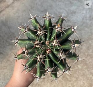 Ferocactus horridus breviespinus o BARRIL ESPINOSO