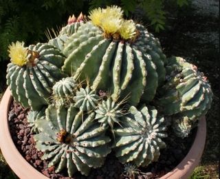 Ferocactus glaucescens inermis o BARRIL AZUL