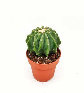 Ferocactus glaucescens inermis o BARRIL AZUL