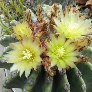 Ferocactus glaucescens inermis o BARRIL AZUL