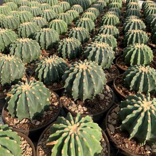 Ferocactus glaucescens inermis o BARRIL AZUL