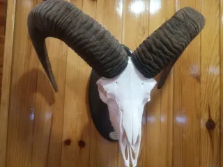 Muflones decorativos para pared