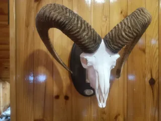 Muflones decorativos para pared