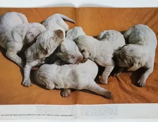 Rivista epoca 6 agosto 1967 numero 880