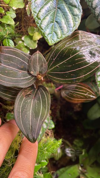 Orquidea Ludisia discolor