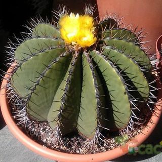 Ferocactus schwarzii o BARRIL ROJO