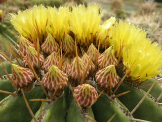 Ferocactus schwarzii o BARRIL ROJO