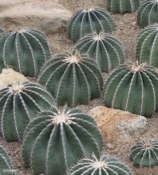 Ferocactus schwarzii o BARRIL ROJO