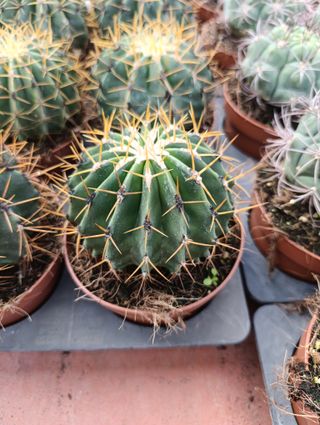 Ferocactus schwarzii o BARRIL ROJO