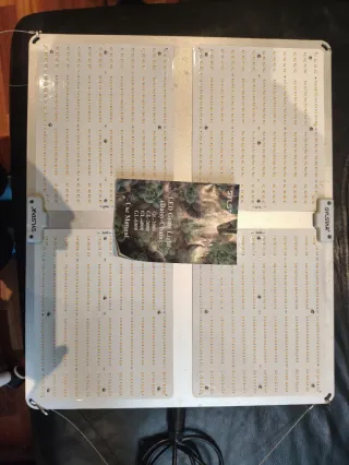 Kit Cultivo Indoor (+regalos)