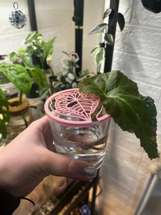 Sujeta esquejes plantas (1 uds)