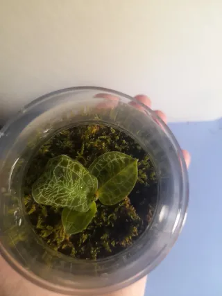 Terrarium con Orchidea Gioiello