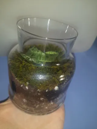 Terrarium con Orchidea Gioiello