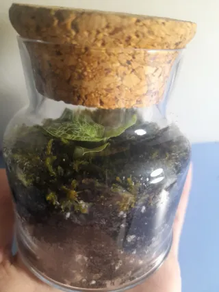 Terrarium con Orchidea Gioiello