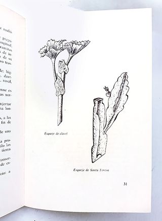 Plantas de terraza y jardín