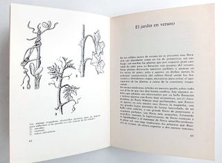 Plantas de terraza y jardín