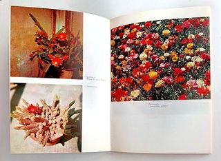 Plantas de terraza y jardín