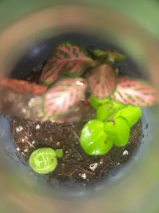 MINI TERRARIUM