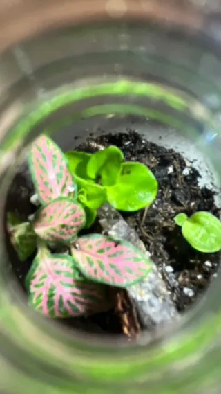 MINI TERRARIUM