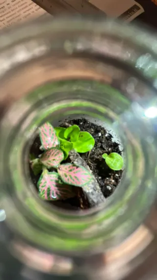 MINI TERRARIUM