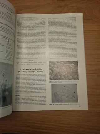 Plagas y enfermedades de las plantas en maceta ...