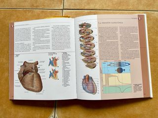 Atlas ilustrado de anatomía (Spanish Edition)