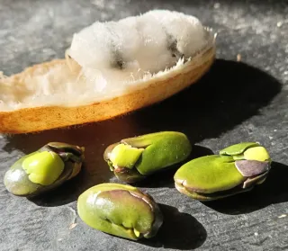 Plantas Guama (Inga vulpina)