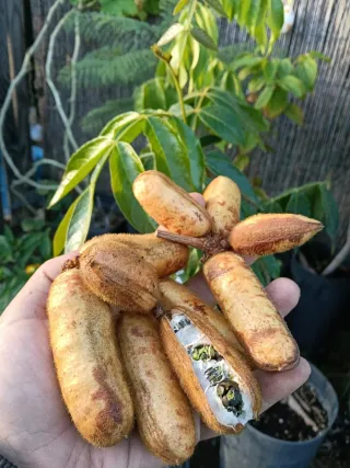 Plantas Guama (Inga vulpina)