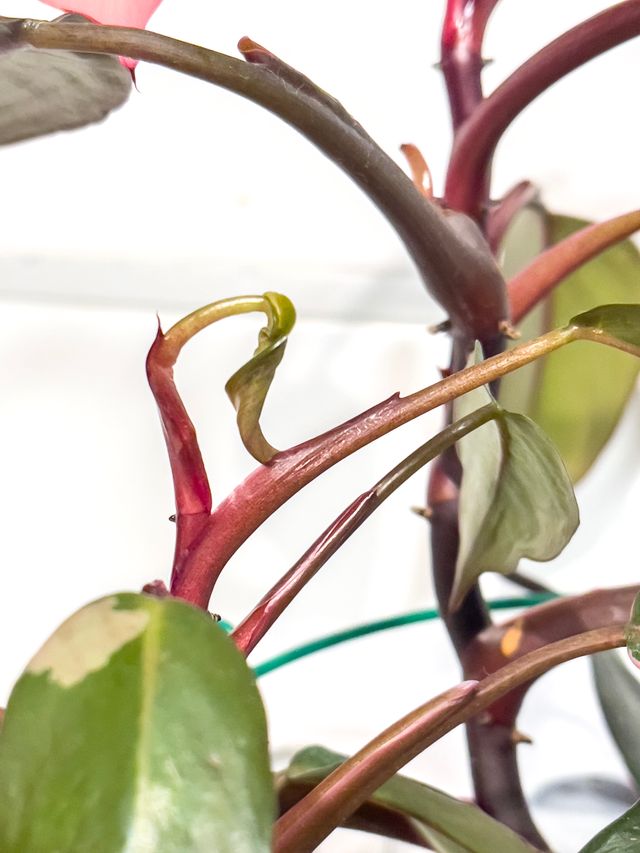 Philodendron Pink Princess - Planta 30cm