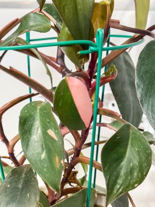 Philodendron Pink Princess - Planta 30cm