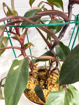 Philodendron Pink Princess - Planta 30cm