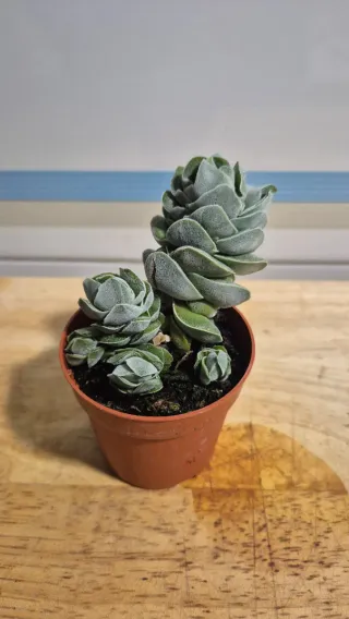 Suculenta Crassula Ivory Pagoda