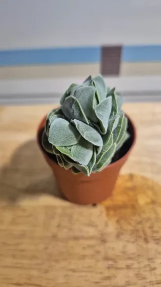 Suculenta Crassula Ivory Pagoda